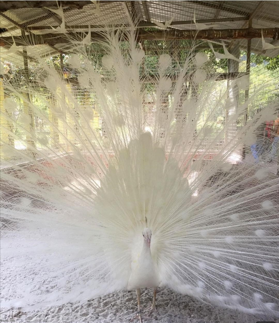 Albino peacock | image tagged in awesome | made w/ Imgflip meme maker