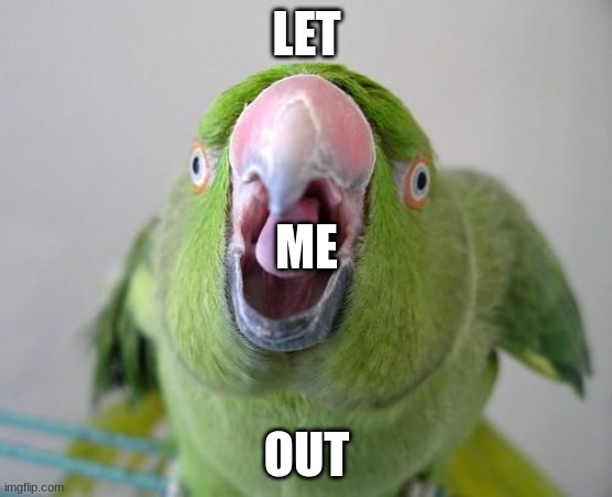 Parrot | LET OUT ME | image tagged in parrot | made w/ Imgflip meme maker