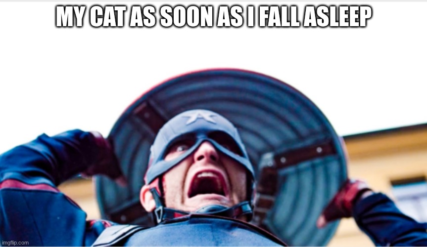 Insane US Agent | MY CAT AS SOON AS I FALL ASLEEP | image tagged in insane us agent | made w/ Imgflip meme maker
