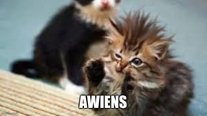 Awiens | AWIENS | image tagged in awiens cat | made w/ Imgflip meme maker