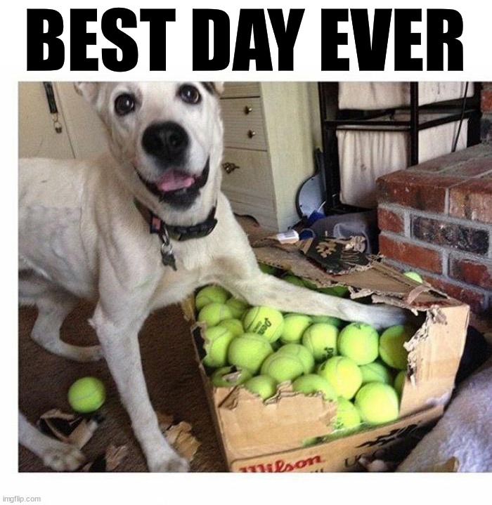 BEST DAY EVER | image tagged in dogs | made w/ Imgflip meme maker