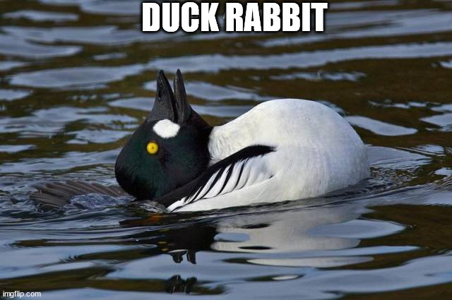 DUCK RABBIT | image tagged in ducks | made w/ Imgflip meme maker