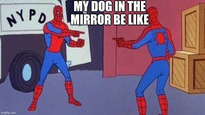 spiderman pointing at spiderman | MY DOG IN THE MIRROR BE LIKE | image tagged in spiderman pointing at spiderman | made w/ Imgflip meme maker