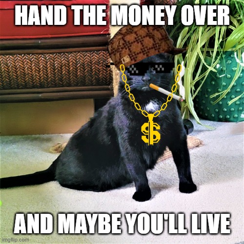 my cat | HAND THE MONEY OVER; AND MAYBE YOU'LL LIVE | image tagged in gangsta cat,insane cat,rich cat | made w/ Imgflip meme maker