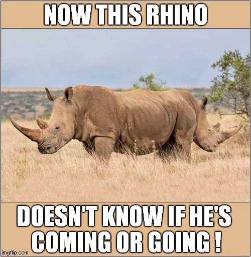 Something's Not Quite As It Seems ! | NOW THIS RHINO; DOESN'T KNOW IF HE'S 
COMING OR GOING ! | image tagged in fun,rhino,optical illusion | made w/ Imgflip meme maker