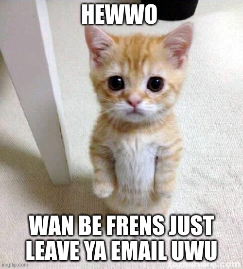 Cute Cat | HEWWO; WAN BE FRENS JUST LEAVE YA EMAIL UWU | image tagged in memes,cute cat | made w/ Imgflip meme maker