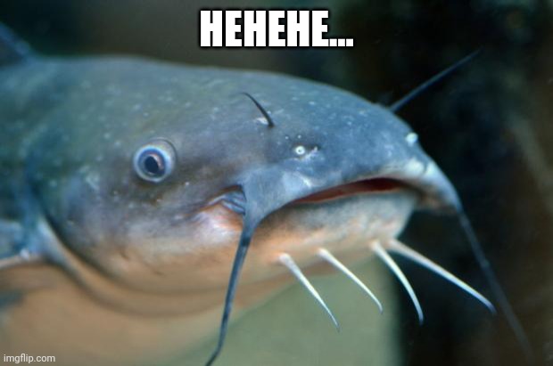 It's a catfish named paul.... :) | HEHEHE... | image tagged in catfish catfish | made w/ Imgflip meme maker