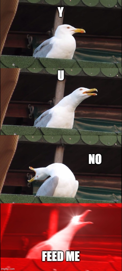 Inhaling Seagull | Y; U; NO; FEED ME | image tagged in memes,inhaling seagull | made w/ Imgflip meme maker