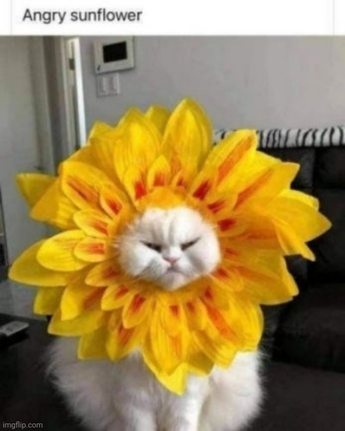 Angry sunflower | image tagged in cat,angery,costume | made w/ Imgflip meme maker