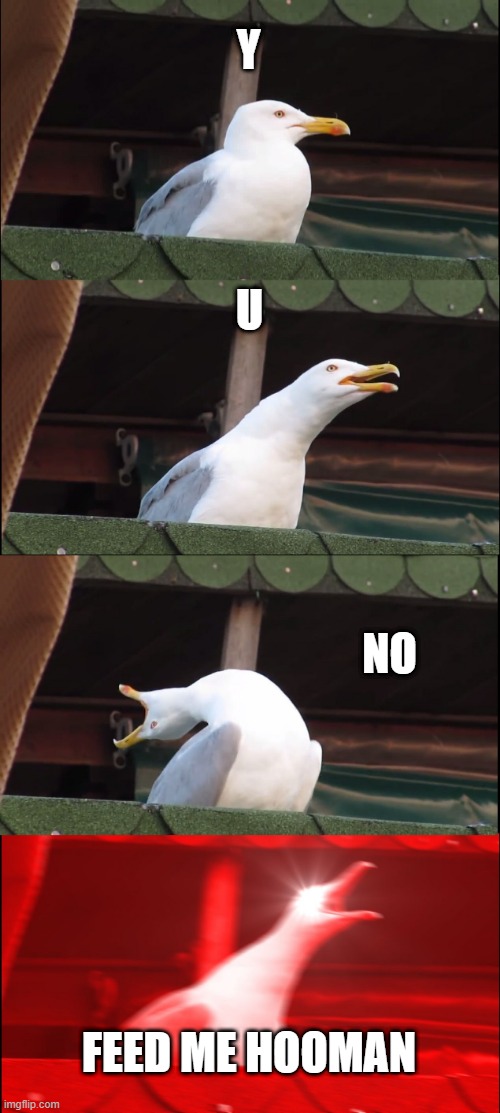 Inhaling Seagull | Y; U; NO; FEED ME HOOMAN | image tagged in memes,inhaling seagull | made w/ Imgflip meme maker