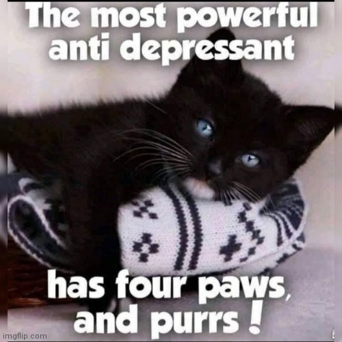 Relaxing | image tagged in kitty,stress,relief | made w/ Imgflip meme maker