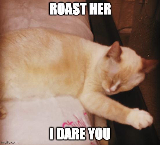 So can you roast my cat? | ROAST HER; I DARE YOU | image tagged in cats,precious,cute,roast her | made w/ Imgflip meme maker