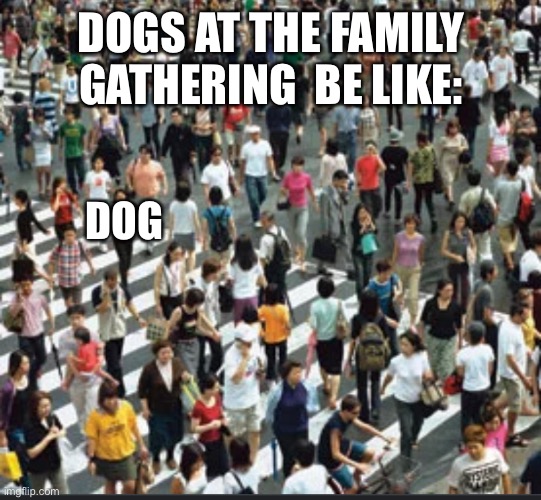 DOGS AT THE FAMILY GATHERING  BE LIKE:; DOG | image tagged in funny,dog,weird | made w/ Imgflip meme maker