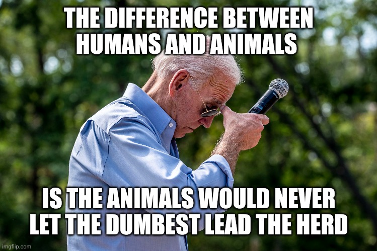 THE DIFFERENCE BETWEEN
HUMANS AND ANIMALS; IS THE ANIMALS WOULD NEVER LET THE DUMBEST LEAD THE HERD | image tagged in funny memes | made w/ Imgflip meme maker
