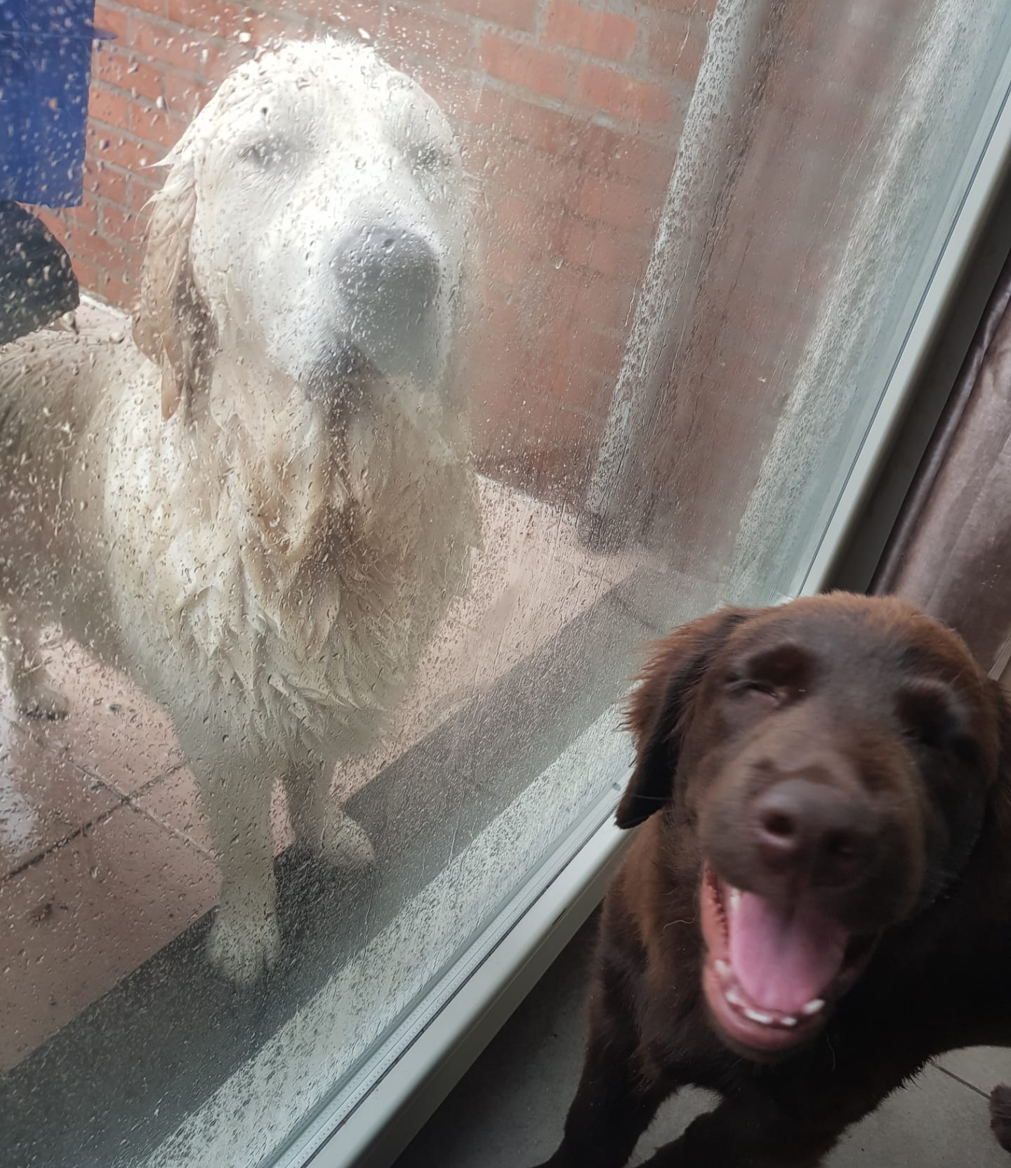 Dog in rain and dog laughing Blank Meme Template