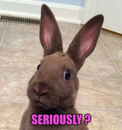 Really? Rabbit | SERIOUSLY ? | image tagged in really rabbit | made w/ Imgflip meme maker
