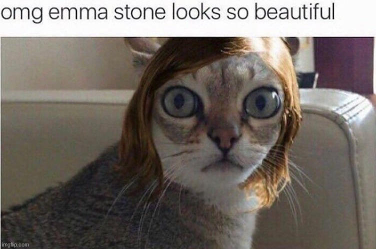 LMAO | image tagged in emma stone,lmao,cat | made w/ Imgflip meme maker