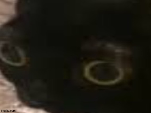 Cat had period | made w/ Imgflip meme maker