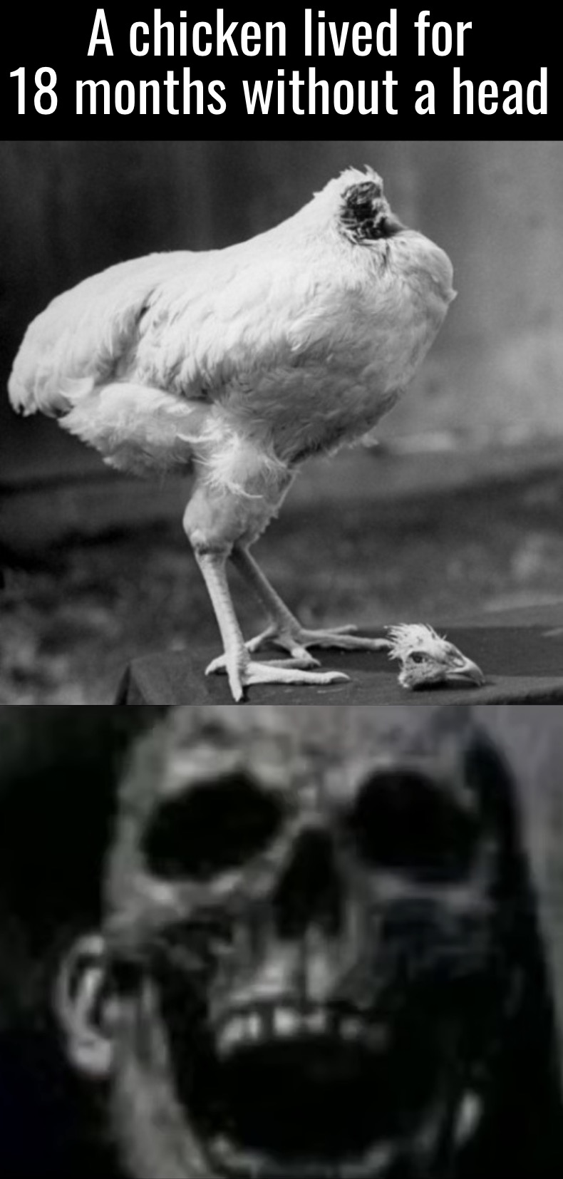 *slight moan as I turn into a skull* | A chicken lived for 18 months without a head | image tagged in mr incredible becoming uncanny small size version | made w/ Imgflip meme maker