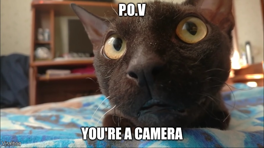 uh uh damn | P.O.V; YOU'RE A CAMERA | image tagged in cool,cat | made w/ Imgflip meme maker