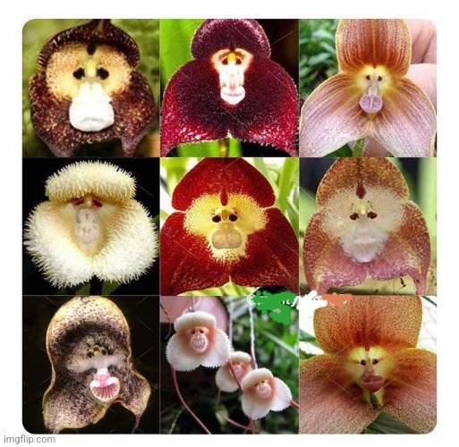 Monkey-faced Orchids | image tagged in monkey,orchids,flowers,beautiful nature,have a nice day | made w/ Imgflip meme maker