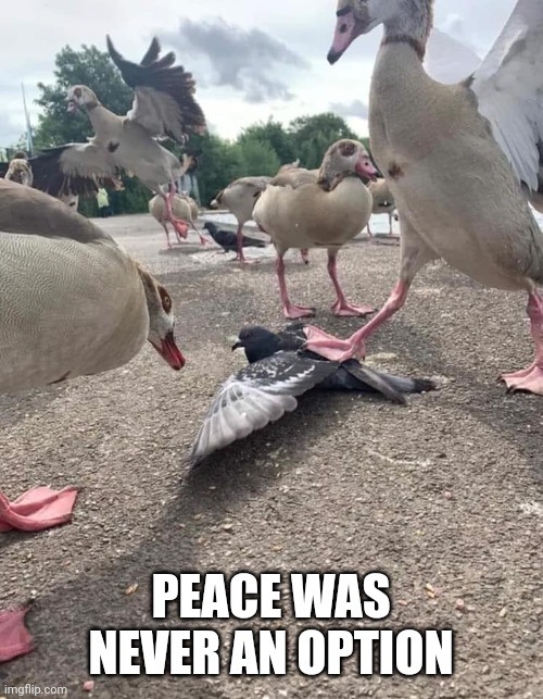 Peace Was Never An Option | PEACE WAS NEVER AN OPTION | image tagged in peace was never an option | made w/ Imgflip meme maker