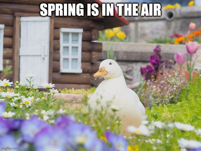 EXPLAINS ALL MY ALLERGIES | SPRING IS IN THE AIR | image tagged in ducks,duck,springtime | made w/ Imgflip meme maker