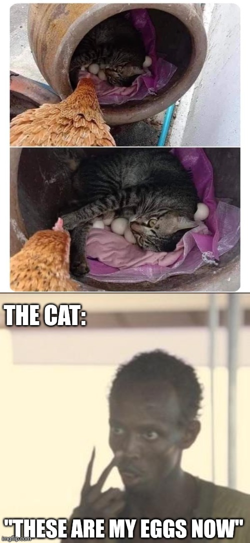 KITTY TOOK OVER | THE CAT:; "THESE ARE MY EGGS NOW" | image tagged in memes,look at me,cats,funny cats,chicken | made w/ Imgflip meme maker