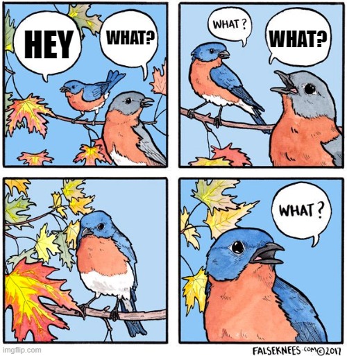 What bird | WHAT? WHAT? HEY | image tagged in what bird | made w/ Imgflip meme maker