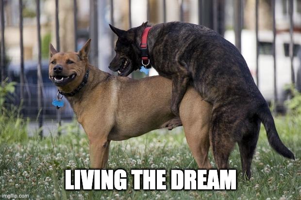 Dogs humping | LIVING THE DREAM | image tagged in dogs humping | made w/ Imgflip meme maker