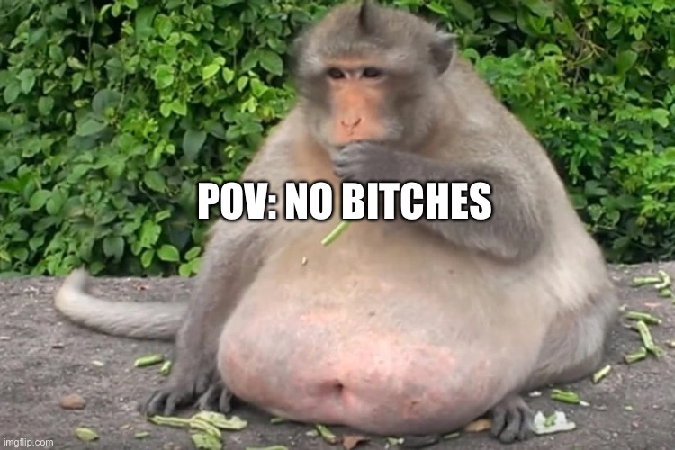 Monkey | POV: NO BITCHES | image tagged in monkey | made w/ Imgflip meme maker