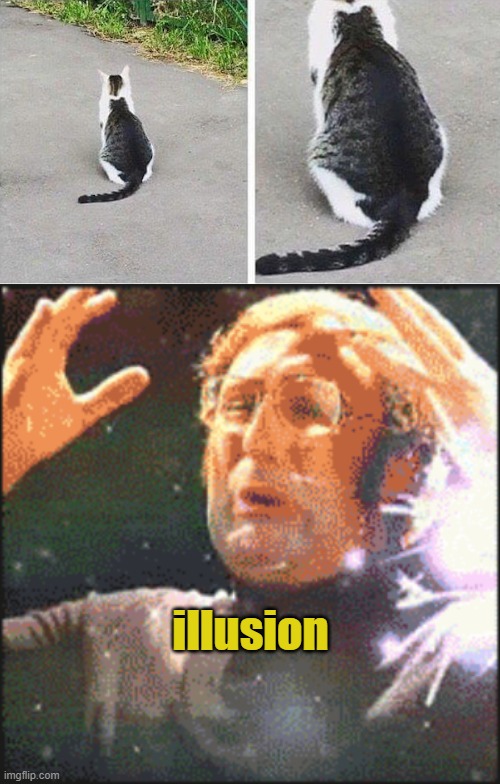 2 cats or 1 cat ? | illusion | image tagged in mindblown | made w/ Imgflip meme maker