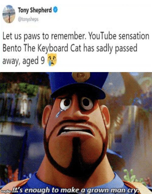 Man, that's sad | image tagged in it's enough to make a grown man cry,keyboard,cat | made w/ Imgflip meme maker
