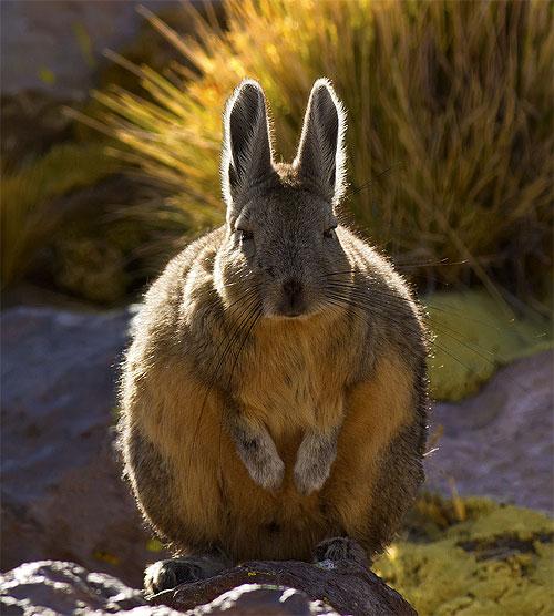 Fat Rabbit Blank Meme Template