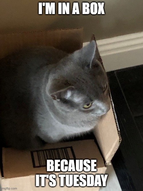 I like a box, so I'm in a box. | I'M IN A BOX; BECAUSE IT'S TUESDAY | image tagged in i like a box so i'm in a box | made w/ Imgflip meme maker