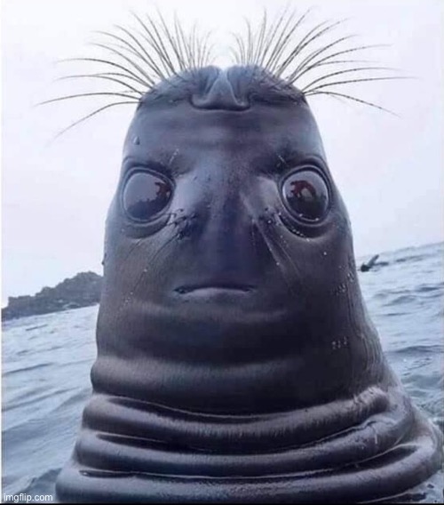 Caption this | made w/ Imgflip meme maker