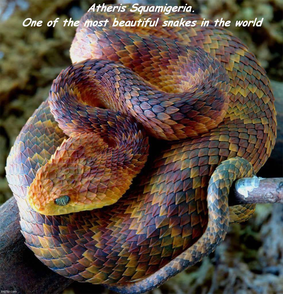 image tagged in awesome | made w/ Imgflip meme maker