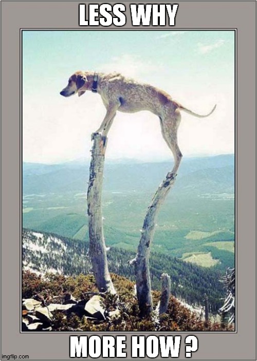 A Dog Posting ! | LESS WHY; MORE HOW ? | image tagged in dogs,postings,questions | made w/ Imgflip meme maker
