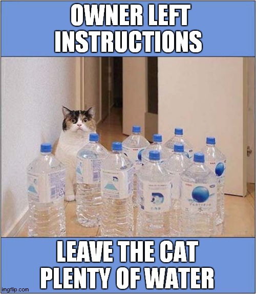 Cat Home Alone ! | OWNER LEFT INSTRUCTIONS; LEAVE THE CAT PLENTY OF WATER | image tagged in cats,home alone,water | made w/ Imgflip meme maker
