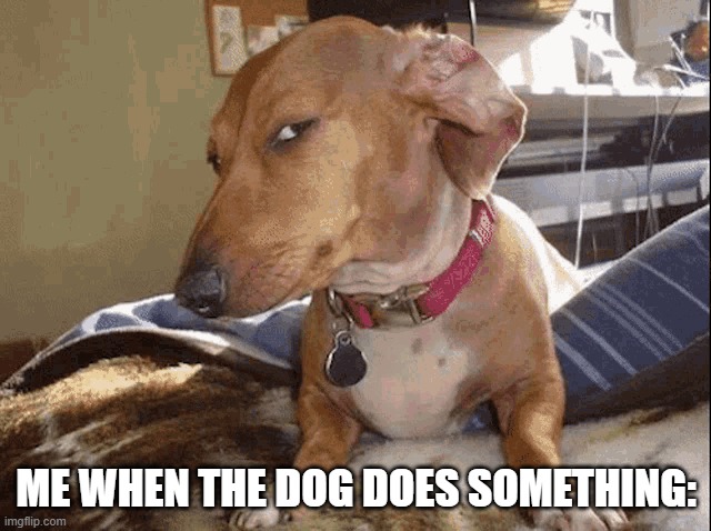 what da dog doin'? | ME WHEN THE DOG DOES SOMETHING: | image tagged in sus dog smiling,what the dog doin | made w/ Imgflip meme maker