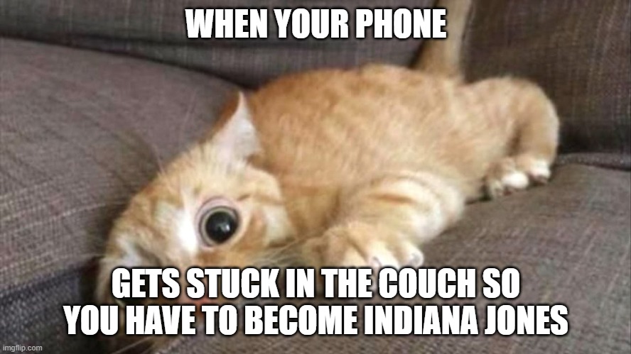 indiana jones cat | WHEN YOUR PHONE; GETS STUCK IN THE COUCH SO YOU HAVE TO BECOME INDIANA JONES | image tagged in cat | made w/ Imgflip meme maker