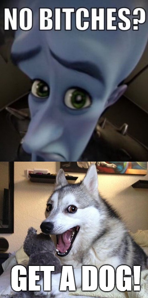 GET A DOG! | image tagged in no bitches megamind,memes,bad pun dog | made w/ Imgflip meme maker