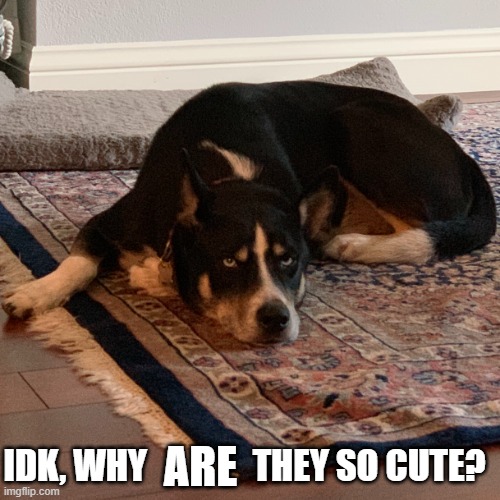 Bored Dog | ARE IDK, WHY               THEY SO CUTE? | image tagged in bored dog | made w/ Imgflip meme maker