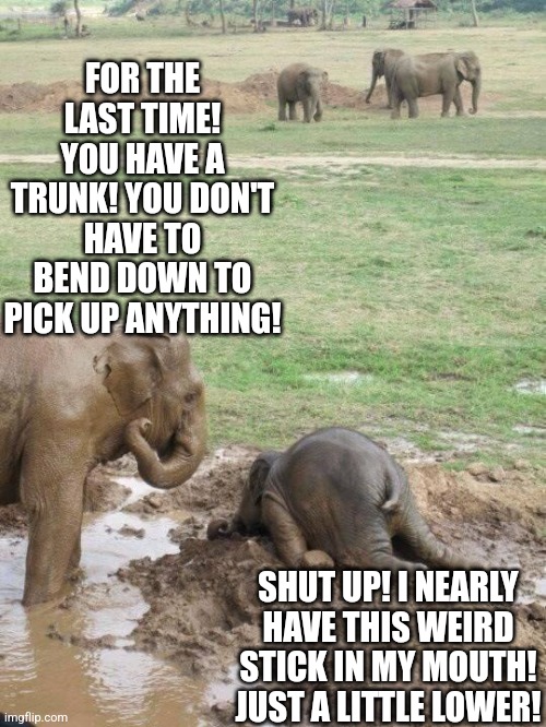Elephants and experimentation | FOR THE LAST TIME! YOU HAVE A TRUNK! YOU DON'T HAVE TO BEND DOWN TO PICK UP ANYTHING! SHUT UP! I NEARLY HAVE THIS WEIRD STICK IN MY MOUTH! JUST A LITTLE LOWER! | image tagged in monday elephant,test,learning | made w/ Imgflip meme maker