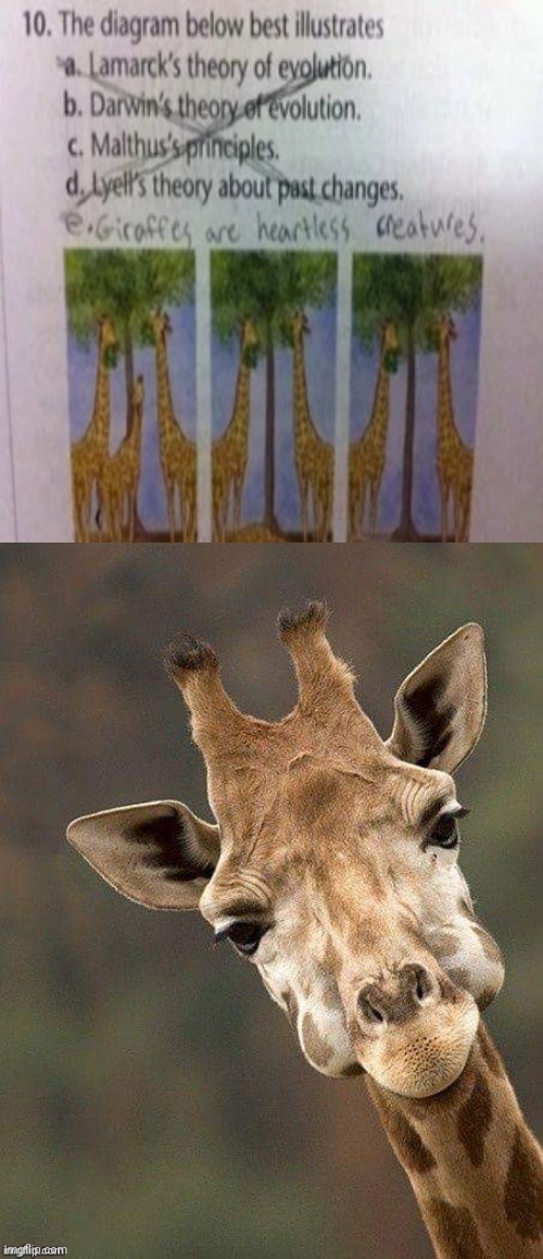 Big brain moment | image tagged in giraffe face,reposts,repost,giraffe,memes,giraffes | made w/ Imgflip meme maker
