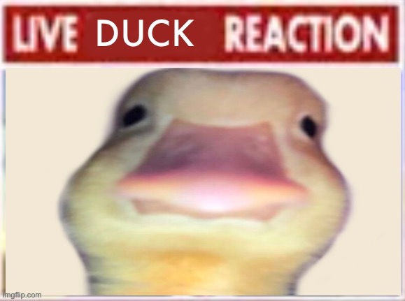 Live duck reaction | image tagged in live duck reaction | made w/ Imgflip meme maker