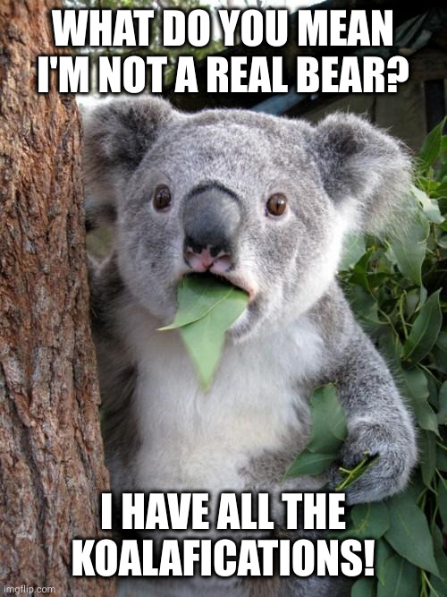 It's too bad eucalyptus leaves don't cure Chlamydia | WHAT DO YOU MEAN I'M NOT A REAL BEAR? I HAVE ALL THE
KOALAFICATIONS! | image tagged in memes,surprised koala | made w/ Imgflip meme maker