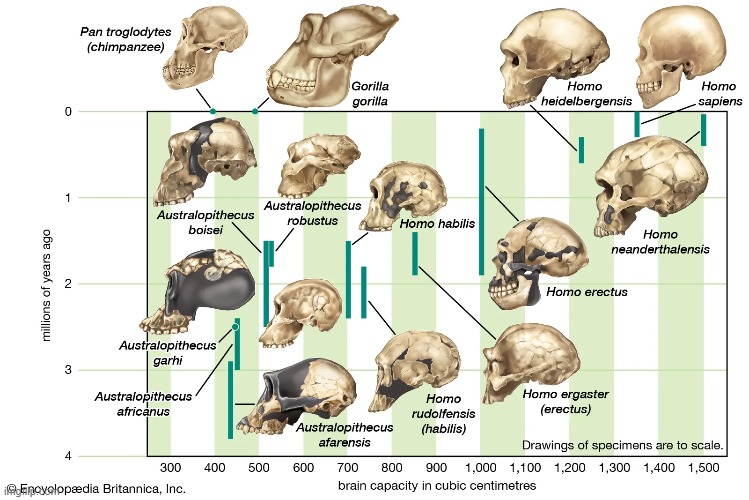 We went from australopithecus afarensis to homo sapiens imgflip