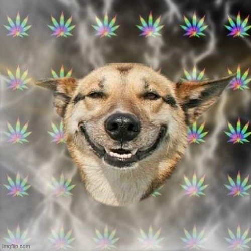 Stoner Dog | image tagged in stoner dog | made w/ Imgflip meme maker