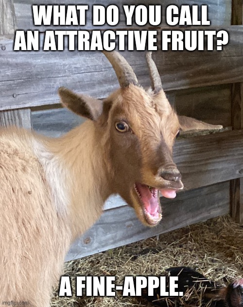 Patsy’s joke of the day | WHAT DO YOU CALL AN ATTRACTIVE FRUIT? A FINE-APPLE. | image tagged in funny memes | made w/ Imgflip meme maker